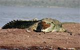 Ethiopia - Lago Chamo - Coccodrilli - 10